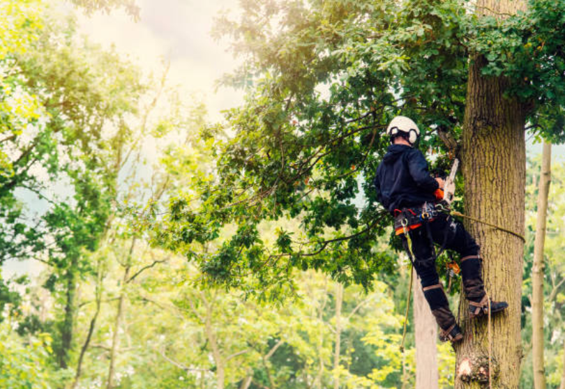 arborist performing tree service in abilene tx